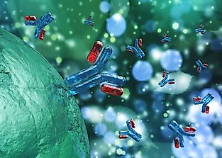 What Are Antibodies?
