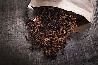 Tobacco Production By State