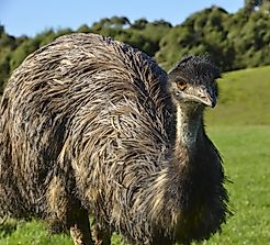 Emu Facts: Animals of Oceania