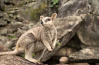 Wallaby Facts: Animals of Oceania