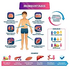 How Does The Body Maintain Homeostasis?