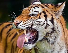 Can A Tiger Kill A Lion?