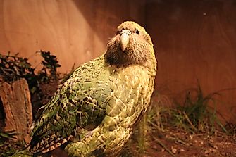 The New Zealand Activist Who Fought For the Kakapo