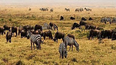 Ecological Regions Of Tanzania