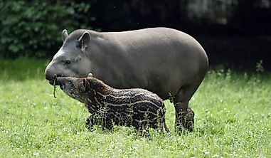 Why Is The Brazilian Tapir A Threatened Species?