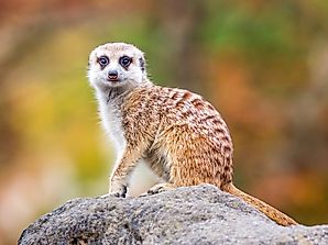 Meerkat Facts: Animals of Africa