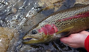 What Is The Washington State Fish?