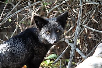 Silver Fox Facts: Animals of North America