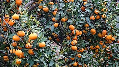 Where Are Clementines Grown?