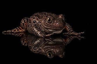 Native Amphibians Of Nigeria