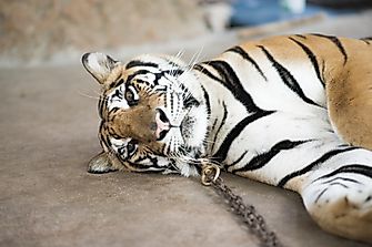 10 Reasons Why Keeping Exotic Pets Can Be Very Dangerous