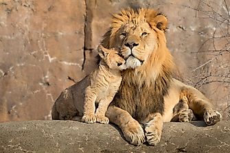 Why Do Some Animals Kill and Eat Their Young?