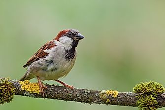 How World Sparrow Day Is Leading the Fight for Urban Wildlife