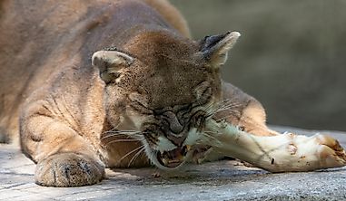 High Level of Mercury Found in Pumas Linked to Coastal Fog