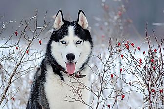 10 Myths and Facts About Owning A Siberian Husky