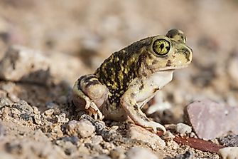 Spadefoot Toad Facts: Animals of North America