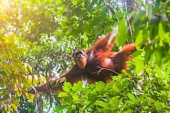 Critically Endangered Species And Subspecies Of Great Apes