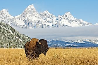 When Is National Bison Day?