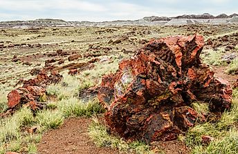 What Is The Petrified Forest In Arizona Famous For?