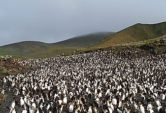 Macquarie Island, A UNESCO World Heritage Site In Australia