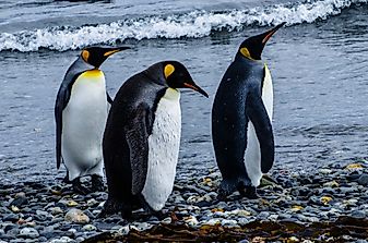 Emperor Penguin Facts: Animals of Antarctica