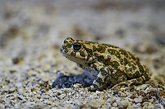 Native Amphibians Of Kazakhstan