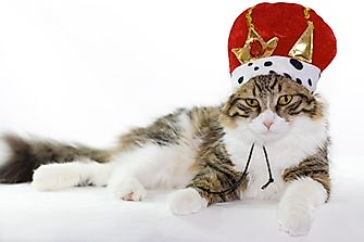 Animals Elected To Public Office