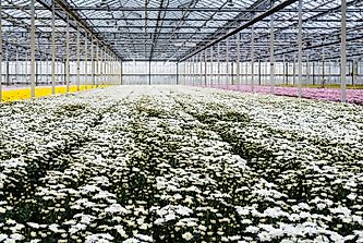 Global Leaders In Cut Flower Exports