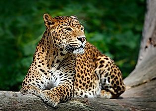 What Animals Live In Sri Lanka?