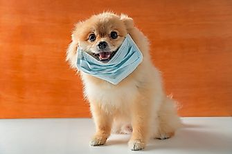 Can Dogs Get The Covid-19 Coronavirus?