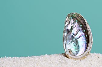 Why Are Abalones Threatened With Extinction?