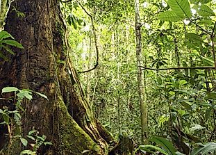 Countries With The Most Threatened Plant Species