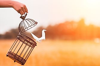 10 Horrible Things That Happen To Caged Birds