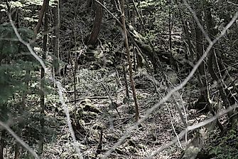 Did You Know The Mysterious Aokigahara Forest Is Also Known As The Suicide Forest?