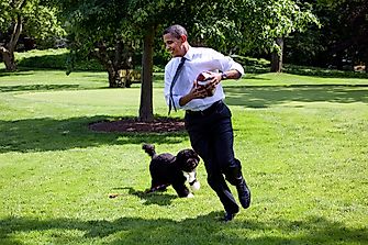 10 Celebrity Pets That Are More Famous Than Other Celebrities