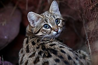 Black-Footed Cat Facts: Animals of Africa