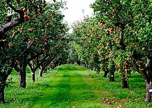 Was Johnny Appleseed a Real Person?