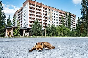 Does Chernobyl Have Mutated Animals?