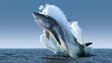 Do Sharks Have Tongues?