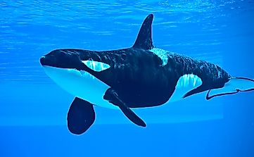 What Does A Killer Whale Eat?