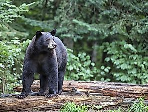 Black Bear Facts: Animals of North America