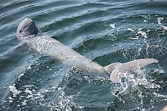 Most Threatened Species Of Dolphin