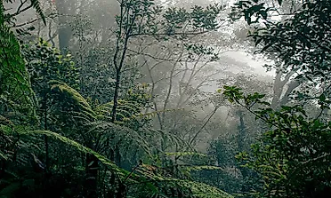 What Types Of Rainforests Are There?