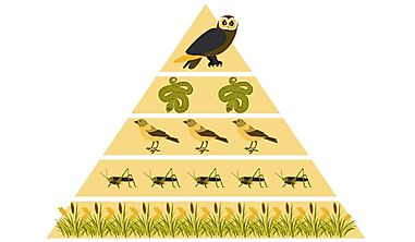 What is a Biomass Pyramid?