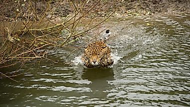An Island That Produces Jaguars That Go Sea-fishing
