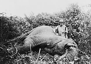 What is Trophy Hunting?
