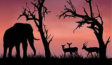 What is Trophy Hunting?