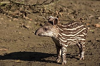 What Animals Live In South America?