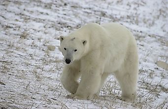 Polar Bear Facts: Animals of North America