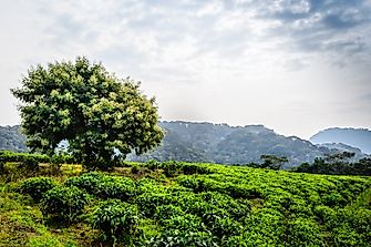 The Three Spectacular National Parks Of Rwanda